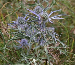 Eryngium amethystinum