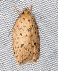 Garrha atripunctatella