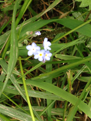 Myosotis secunda