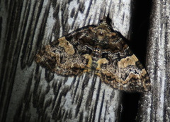 Chrysolarentia phaedra