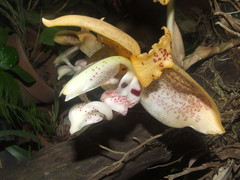 Stanhopea