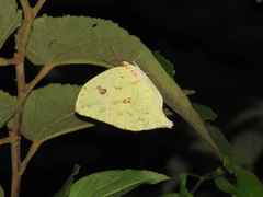 Phoebis neocypris virgo