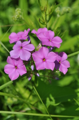 Phlox glaberrima interior