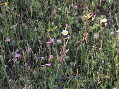Petrorhagia nanteuilii