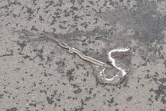 Coelognathus helena