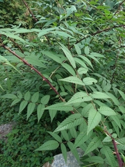 Rubus croceacanthus