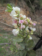 Podalyria myrtillifolia