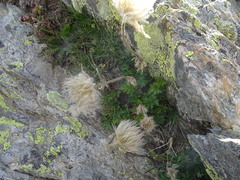 Pulsatilla