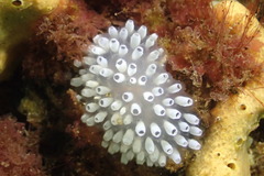 Polycitor giganteus
