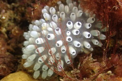 Polycitor giganteus