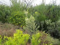 Podalyria myrtillifolia