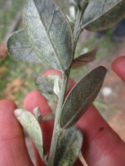Podalyria myrtillifolia