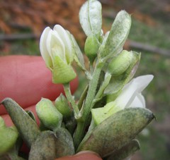 Podalyria myrtillifolia