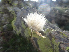 Pulsatilla