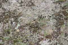 Cicindela maritima