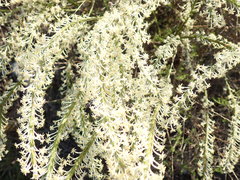 Struthiola confusa