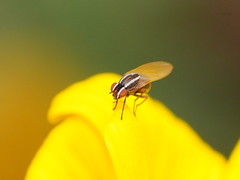 Poecilohetaerus aquilus
