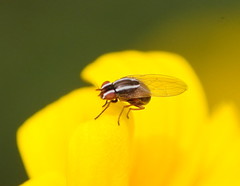 Poecilohetaerus aquilus