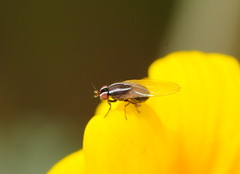 Poecilohetaerus aquilus