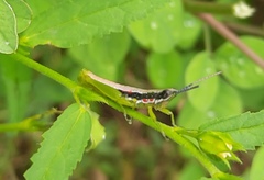 Neorthacris