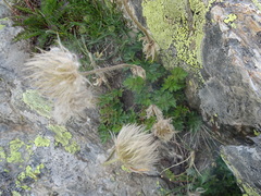 Pulsatilla
