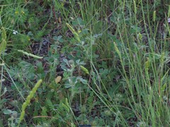 Ornithopus compressus