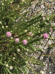 Lachnospermum umbellatum