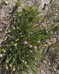 Lachnospermum umbellatum