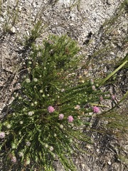 Lachnospermum umbellatum