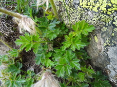 Pulsatilla