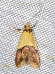 Hemibela oxyptera
