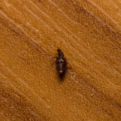 Stephostethus lardarius
