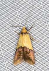 Hemibela oxyptera