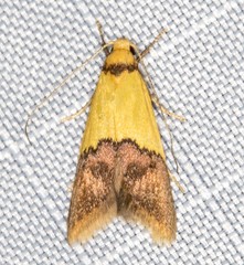 Hemibela oxyptera