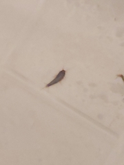 Lepisma