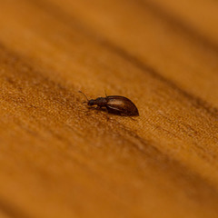 Stephostethus lardarius