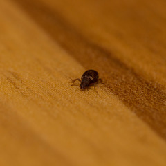 Stephostethus lardarius