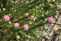 Lachnospermum umbellatum