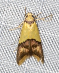 Hemibela oxyptera