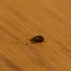 Stephostethus lardarius