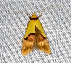 Hemibela oxyptera