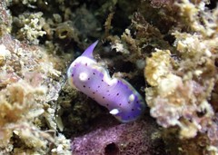 Goniobranchus thompsoni