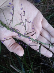 Comesperma volubile