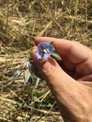 Trichodesma zeylanicum