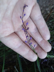 Comesperma volubile