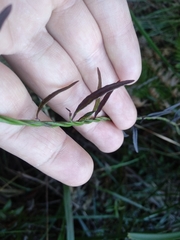 Comesperma volubile