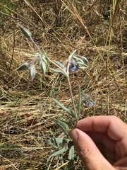 Trichodesma zeylanicum