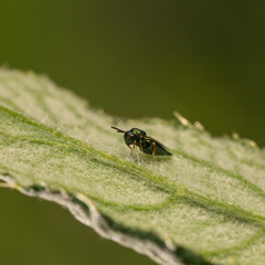 Pteromalus