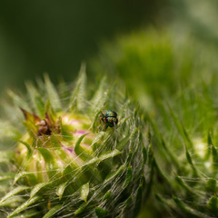 Pteromalus