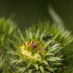 Pteromalus